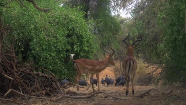 Impala Aepyceros Melampus Petersi Afrika — Stock video