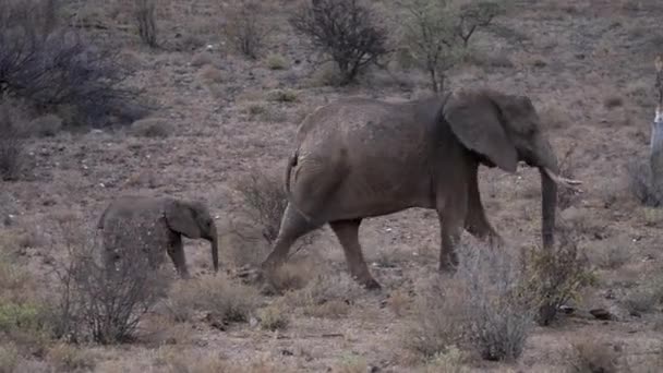 Стадо Слонов Природном Парке Кении — стоковое видео