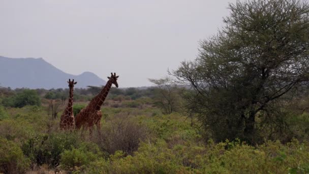 Жирафы Национальном Парке Кении — стоковое видео