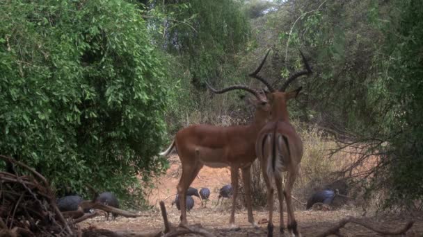 Impala Aepyceros Melampus Petersi Afrika — Stockvideo