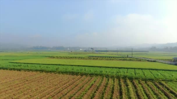Piękne Plantacje Ryżu Płaskiej Ziemi Pobliżu Miejscowości Windusari Widok Lotu — Wideo stockowe