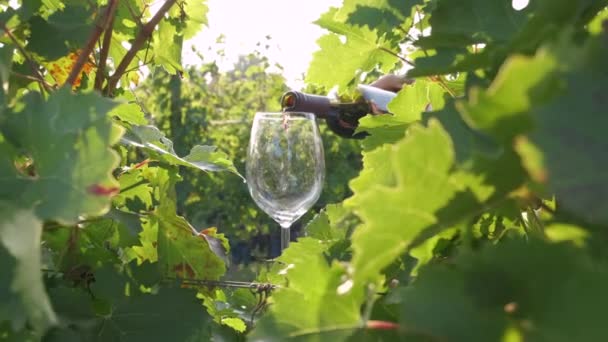 Vinho Tinto Derramando Uvas Videira Câmera Lenta — Vídeo de Stock