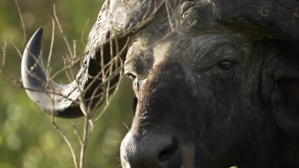 Großaufnahme Von Cape Buffalo Mit Massiven Hörnern Ochsenvogel Nervt — Stockvideo