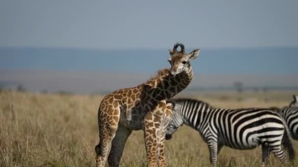 Junge Lustig Aussehende Giraffe Wildnis Kratzt Sich Zebras Dahinter — Stockvideo