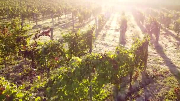 Zonsondergang Boven Wijngaard Landbouwveld Italië — Stockvideo