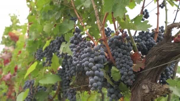 Viña Uva Agricultura Del Viñedo Para Vino Tinto Vid — Vídeo de stock