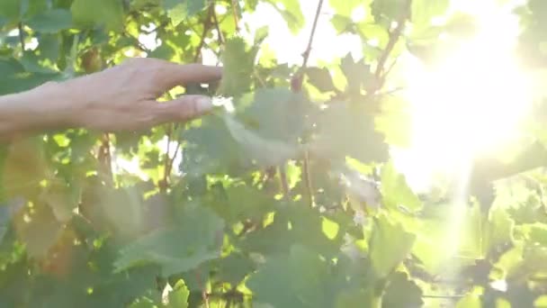 夏季女性在绿色葡萄园种植中的手 — 图库视频影像