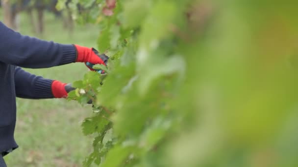 Poda Viñedos Vid Uvas Con Tijeras Trabajador Viñedo — Vídeo de stock