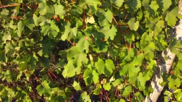 Wijngaard Luchtfoto Bij Zonsondergang Landbouwveld Langhe Piemonte — Stockvideo