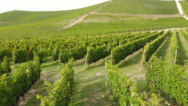 Weinbau Weinberge Ökologischer Landbau Langhe Piemont Italien — Stockvideo