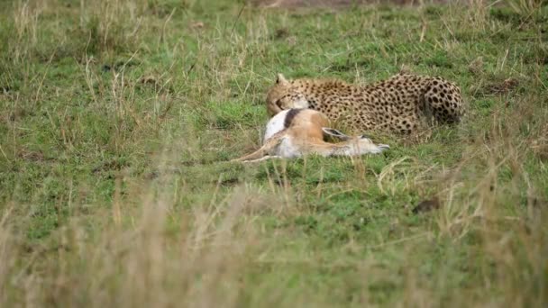 Cheetah Haastte Zich Zijn Prooi Eten Voorzichtig Zoek Naar Andere — Stockvideo