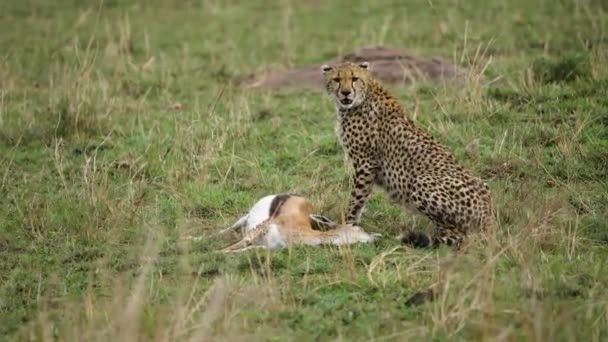 敏捷的猎豹坐在一只羚羊旁边 它抓住了这只羚羊 追完后喘息着 — 图库视频影像