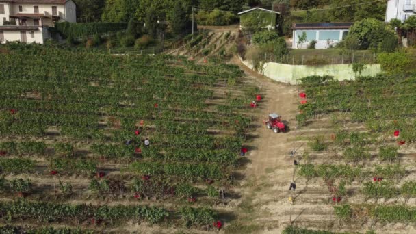 Agricultor Cosecha Viñedo Vino Tinto Vid Uvas Cosecha — Vídeos de Stock