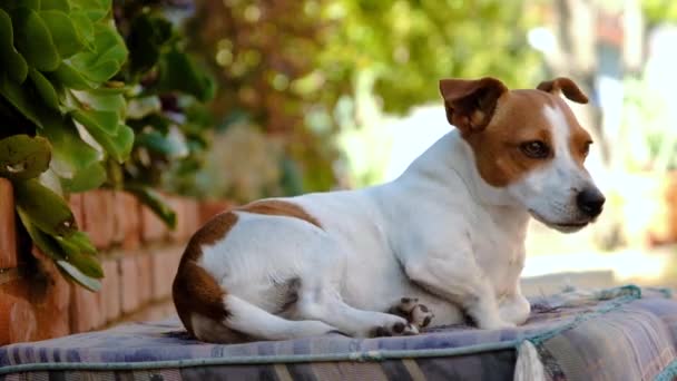 Lindo Pequeño Jack Russell Siente Cómodo Cojín Acuesta Para Descansar — Vídeo de stock