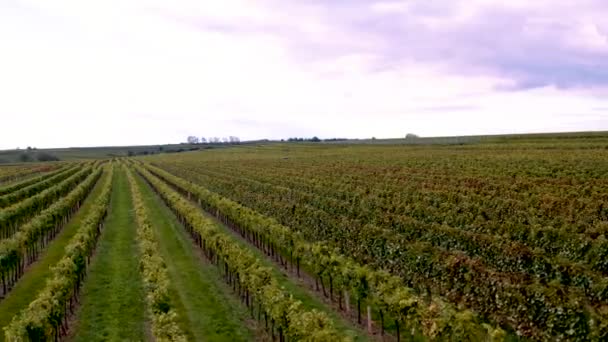 Mooie Gezond Ogende Wijngaarden Het Oostenrijkse Platteland Lage Drone Fly — Stockvideo