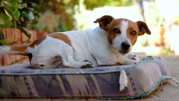 Ενθουσιασμένος Jack Russell Κουνάει Την Ουρά Δυνατά Στο Μαξιλάρι Αξιολάτρευτο — Αρχείο Βίντεο