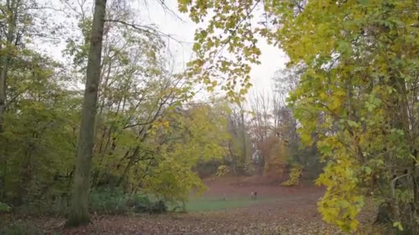 Brett Spårningsskott Par Som Tar Promenad Höstparken Med Sin Löparhund — Stockvideo