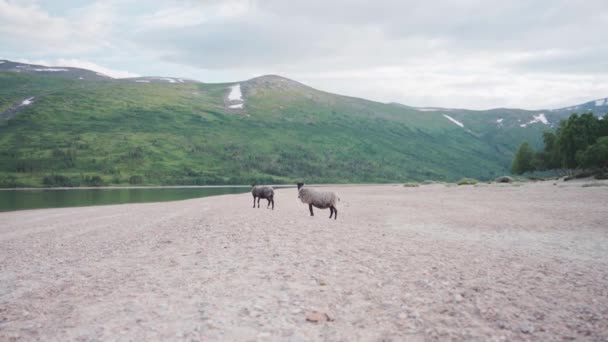 Moutons Noirs Sur Rive Sablonneuse Lac Trekanten Avec Une Vue — Video