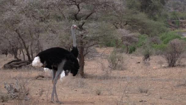 Struthio Camelus Avestruz Kenia África — Vídeos de Stock