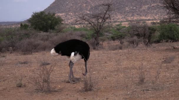 Struthio Camelus Ostrich Kenya Africa — стокове відео