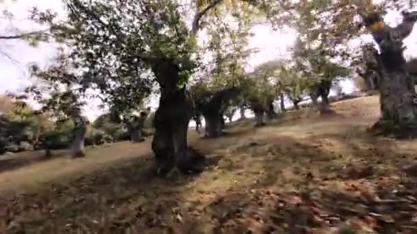 Fpv Drone Volando Través Del Huerto Árboles Castaño Bordo Cámara — Vídeo de stock