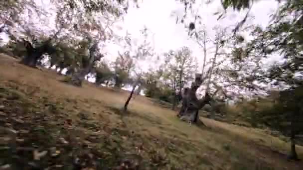 Dynamisch Fpv Vliegen Tussen Kastanjebomen Tijdens Het Oogstseizoen Pov — Stockvideo