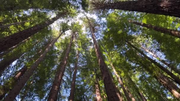 Dolny Widok Zielone Wysokie Drzewa Wspaniały Dzień Błękitne Niebo Lesie — Wideo stockowe