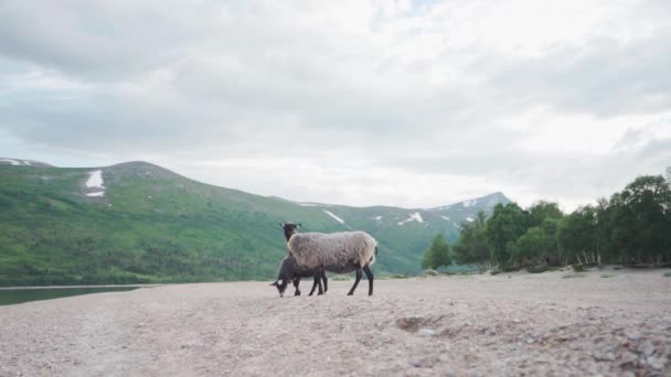 Par Ovelhas Negras Costa Rochosa Lago Trekanten Noruega Trollheimen Tiro — Vídeo de Stock