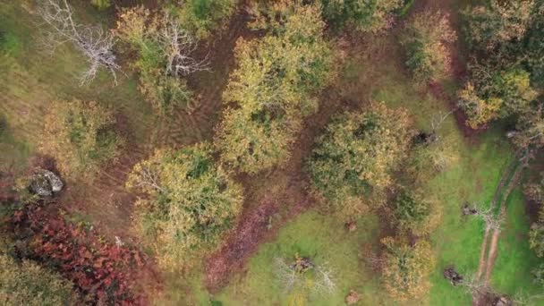 Widok Lotu Ptaka Drzewa Kasztanowe Castanea Sativa Polu Wiejskim Jesiennymi — Wideo stockowe