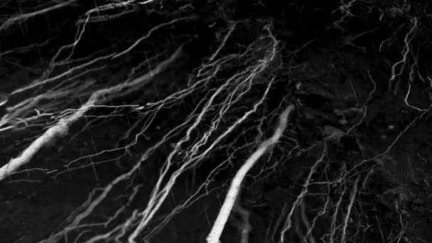 Odhalené kořeny stromu na vlhké půdě s kapkami deště padajícími v černé a bílé. - Detailní záběr, pomalý pohyb
