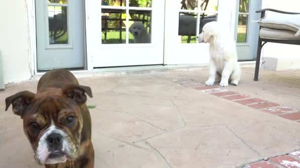 마당에서 강아지 — 비디오