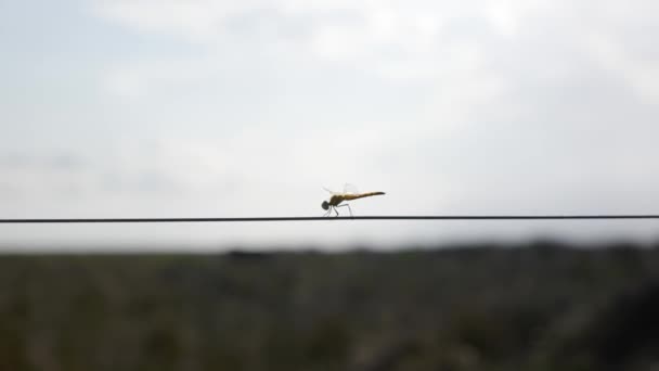 Dragonfly Lutando Contra Vento Enquanto Sentado Fio Metálico — Vídeo de Stock