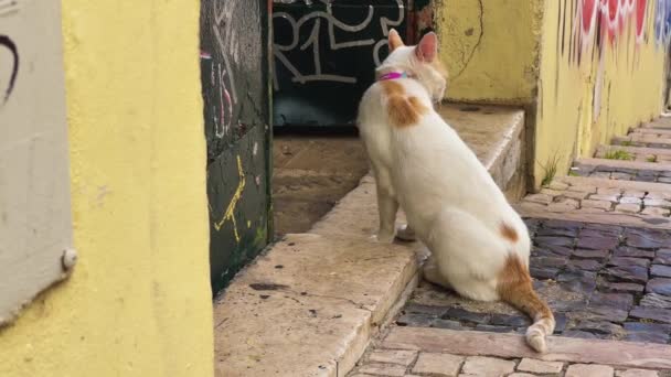 Street Cat Pink Collar Curiously Exploring Streets Lisbon Portugal — Stock Video