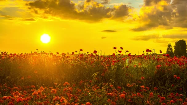 田舎に咲く赤いバラのプランテーションの上に黄色の日没の時間経過 空と雲と太陽 — ストック動画