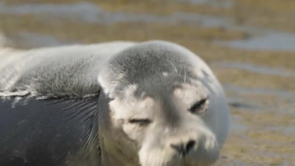在荷兰德克萨斯海滩上休息的港口海豹 脸朝下放大了 — 图库视频影像