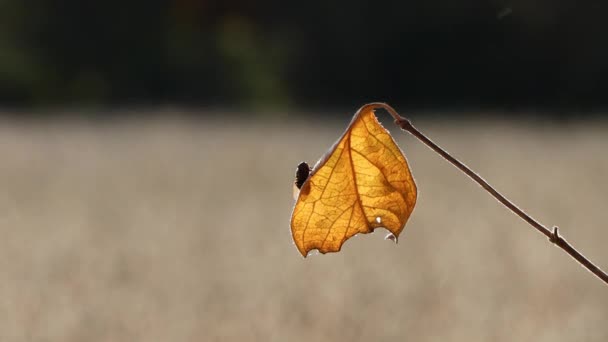 Mosca Negra Arrastrándose Sobre Una Hoja Amarilla Volando Lejos Día — Vídeos de Stock