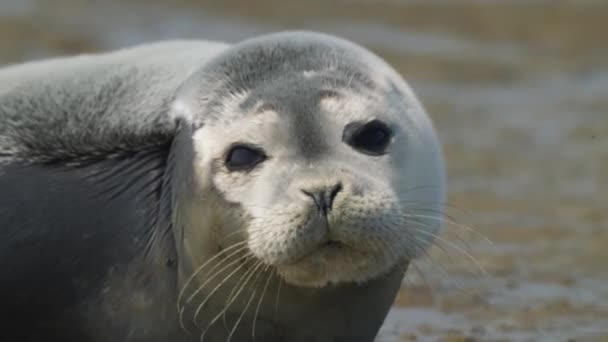 Harbor Seal Guardando Fotocamera Mentre Trova Fango Faccia Primo Piano — Video Stock