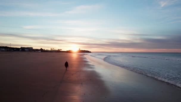女性が手にカメラを持って日の出の間にビーチを歩いている カルカベロス ビーチポルトガル — ストック動画