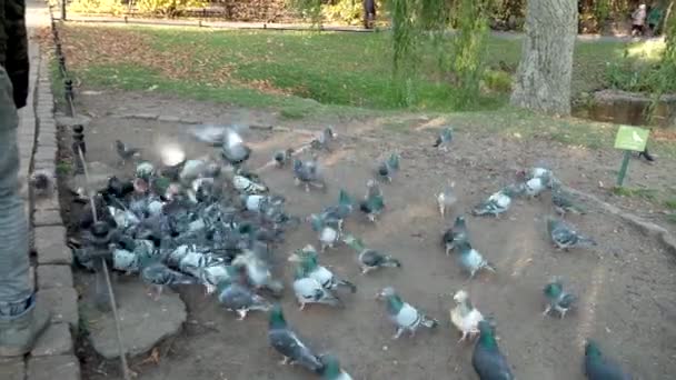 Flock Domestic Pigeons Feeding Ground Park Oliwski Gdansk Poland High — Stock Video