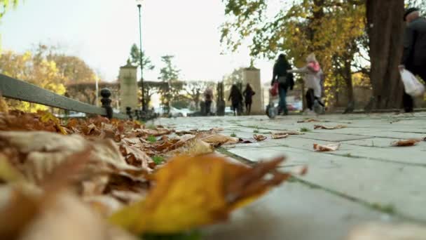 Park Oliwski People Walking Park Oliwa Gdaňsk Poland Autumn Fallen — Stock video