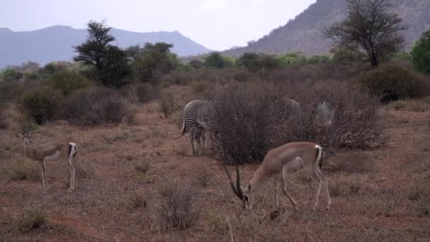 Зебры Газели Кенийском Национальном Парке — стоковое видео