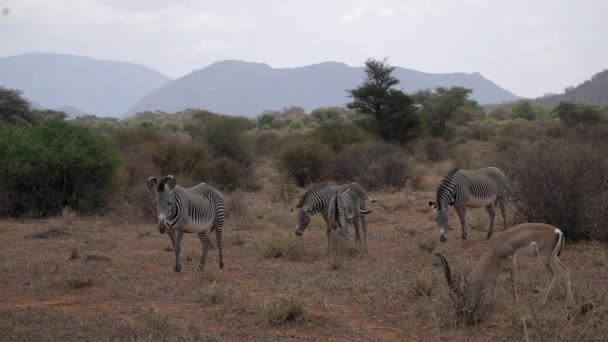Зебры Газели Кенийском Национальном Парке — стоковое видео