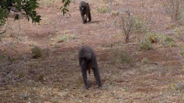 ケニアの国立公園でパピオ アナビス オリーブ バブーン — ストック動画