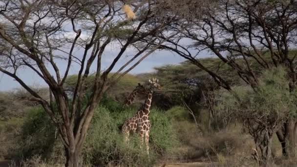 Жирафи Кенійському Національному Парку Повільному Русі — стокове відео