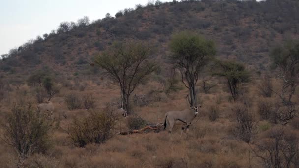 Gemsbok Oryx Gazella Parque Nacional Kenia — Vídeos de Stock