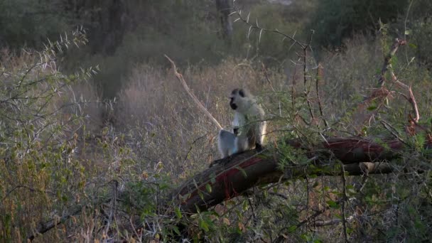 Vervet Apa Kenyansk Nationalpark — Stockvideo