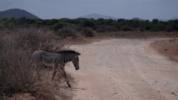 Zebrák Egy Kenyai Nemzeti Parkban — Stock videók