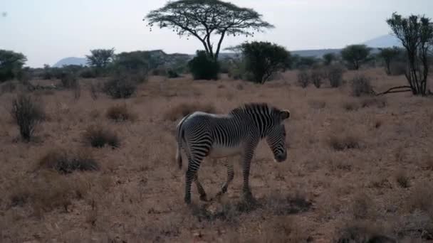 Ζέβρα Εθνικό Πάρκο Της Κένυας — Αρχείο Βίντεο