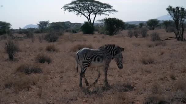 Cebras Parque Nacional Kenia — Vídeo de stock