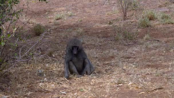 Papio Anubis Babuino Olivo Parque Nacional Kenia — Vídeos de Stock